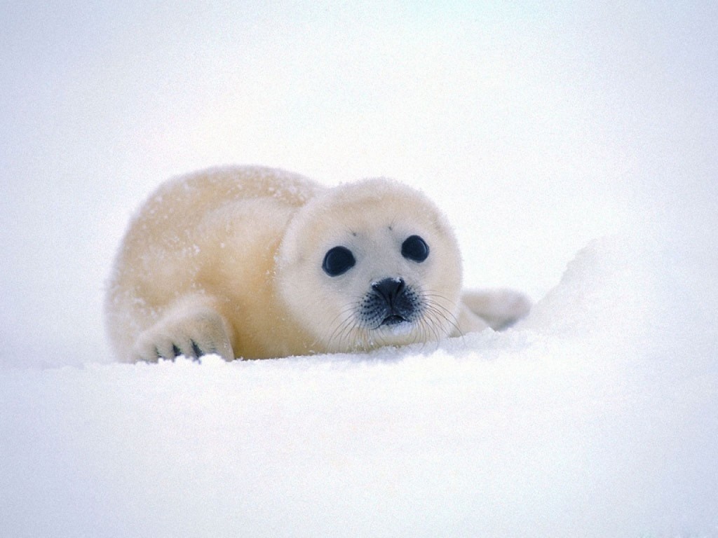 Bebê foca